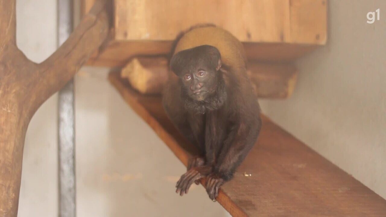Zoo de Brasília recebe primata típico da Amazônia para reprodução da espécie