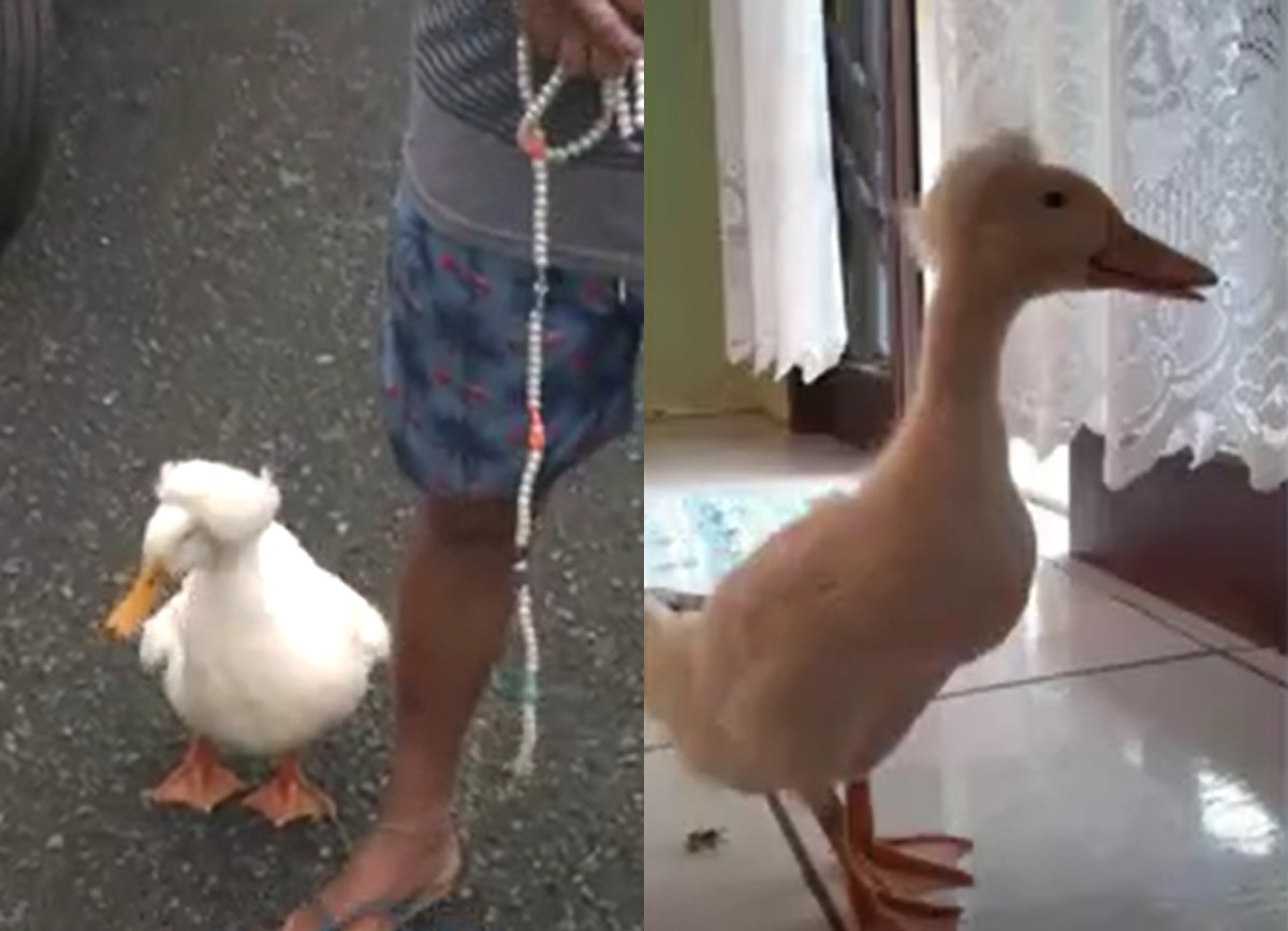 Homem ganha ‘marreco de pompom’ da bisneta e animal passa a acompanhar tutor até no mercado em SC: ‘Como se fosse filho meu’