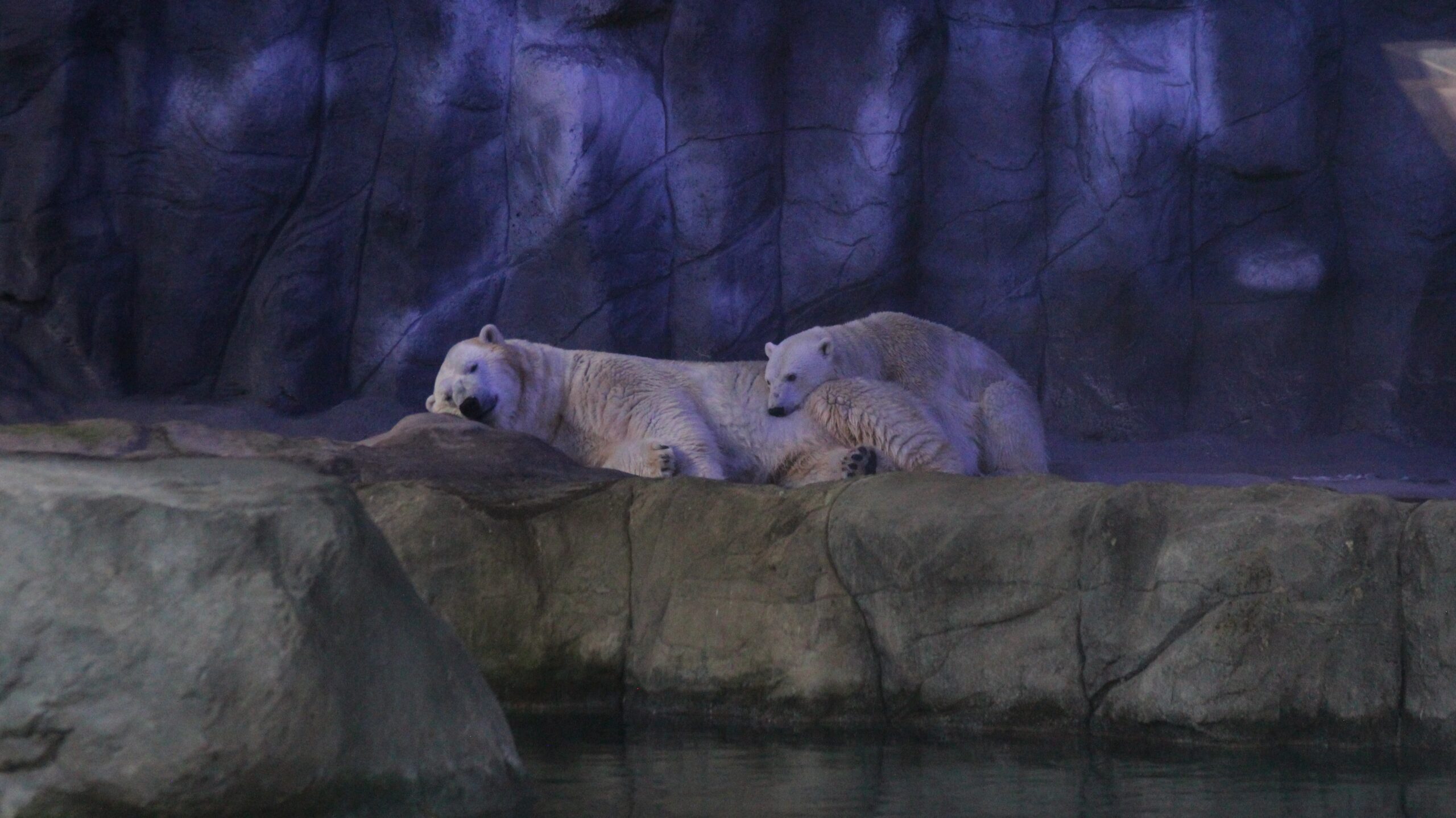 Sabia que tem urso-polar em SP? Aquário da capital conta com uma família da espécie; veja VÍDEO