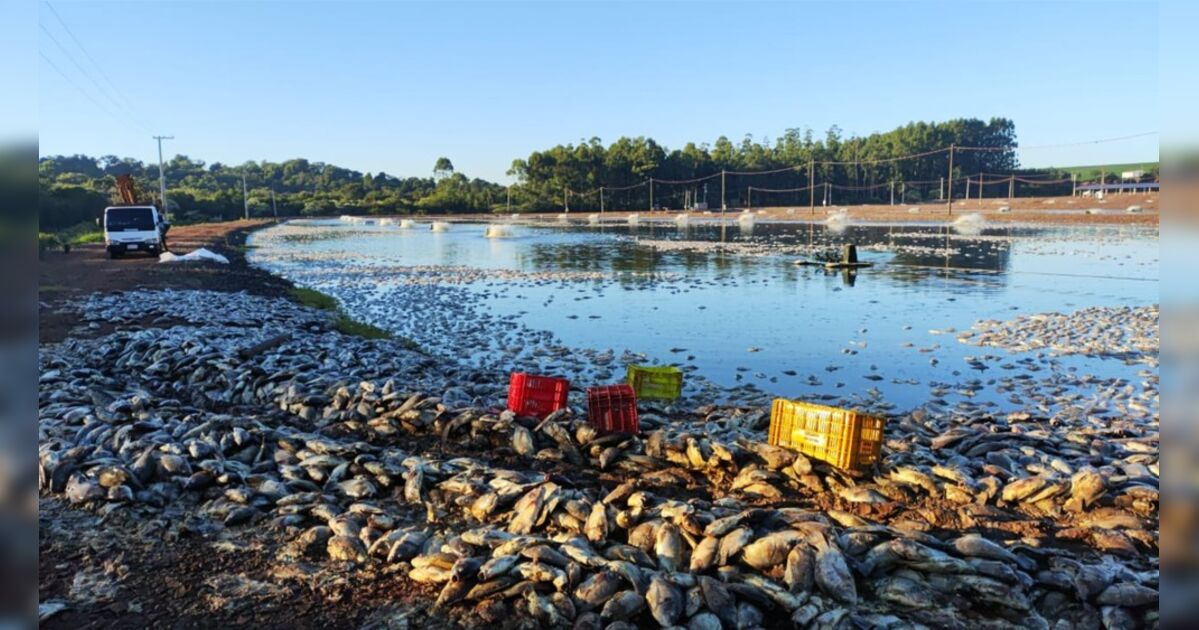 Queda de energia causa prejuízo de R$ 9 milhões a criador de tilápias no PR