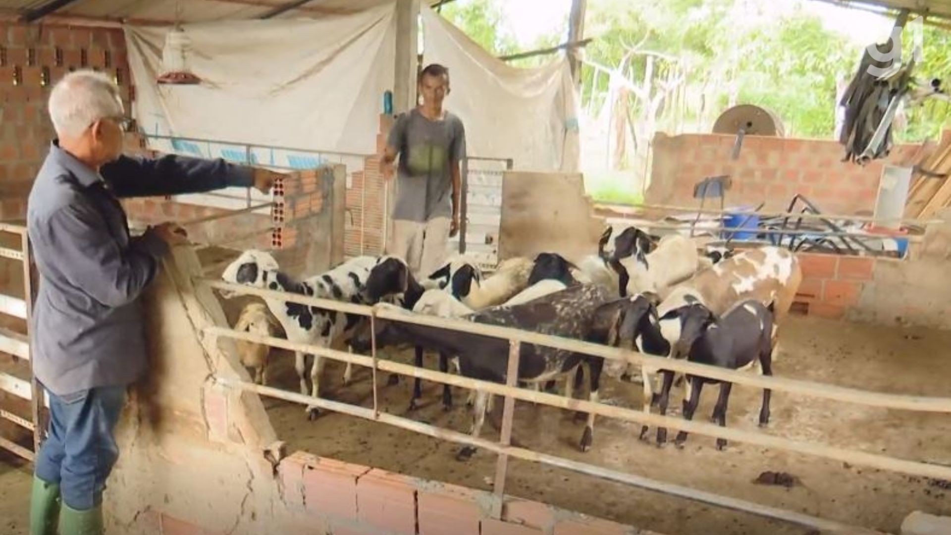 Mais de 40 ovelhas e cabras morrem em propriedades de Bacabal; suspeita é de ataque de animal selvagem