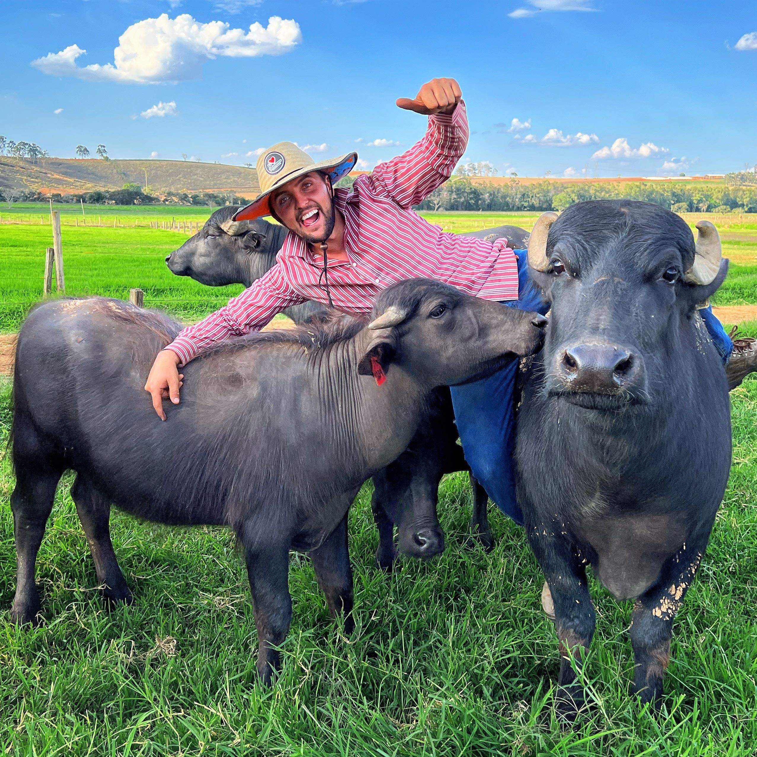 Criador ganha destaque nas redes ao mostrar rotina de carinho com búfalos e lhamas em fazenda de MG; VÍDEO